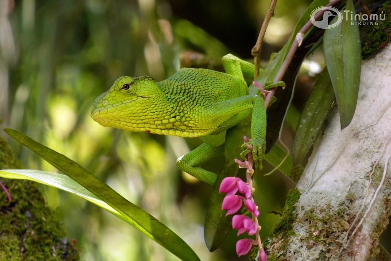 Готель Tinamu Birding La Manuelita Екстер'єр фото
